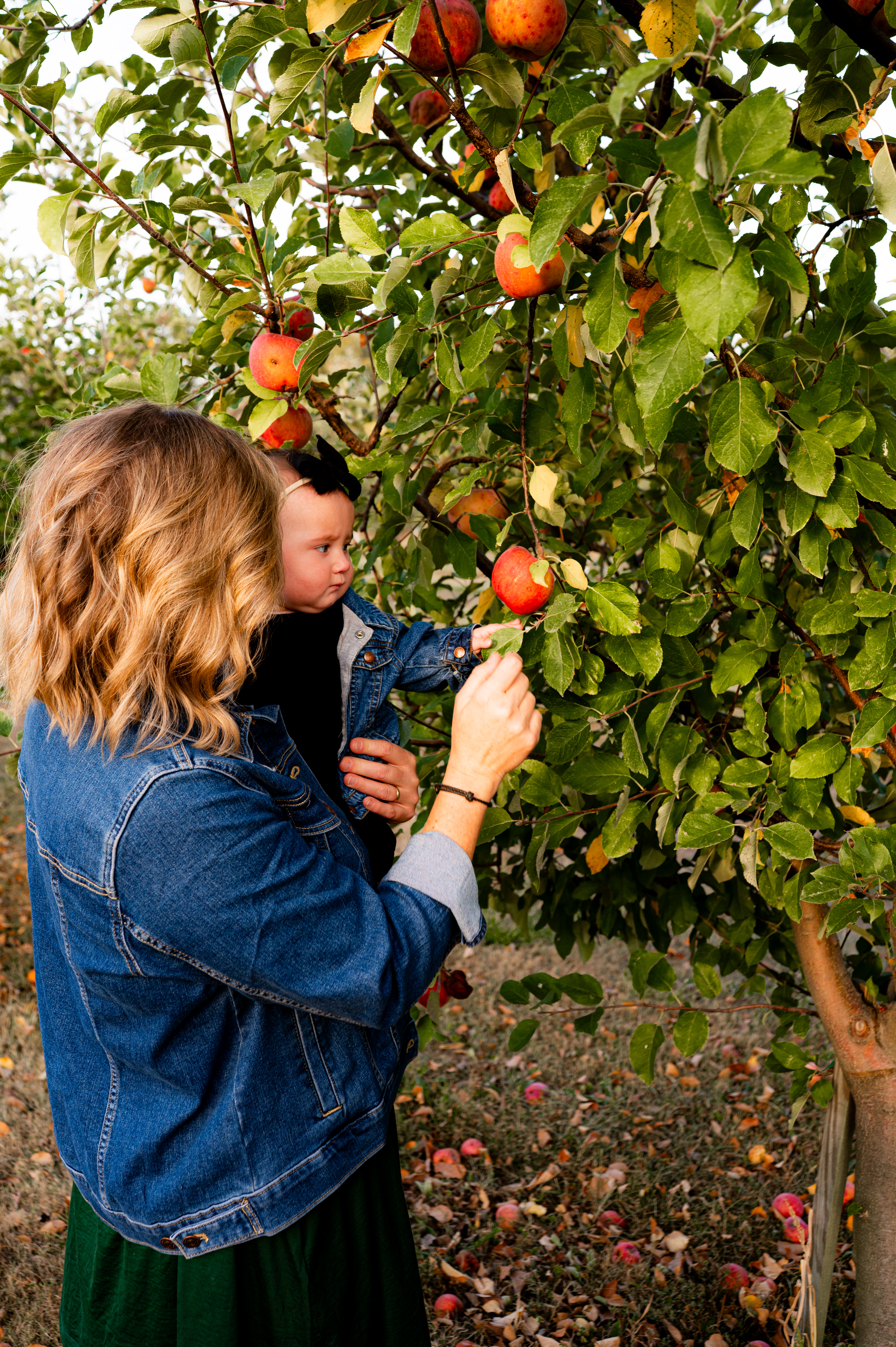 Okaw Valley Orchard
