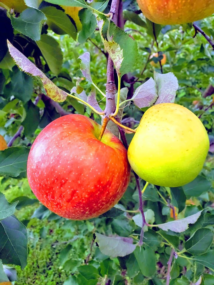 Okaw Valley Orchard